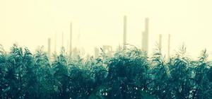 让打野抓上路的成功性变得更低了